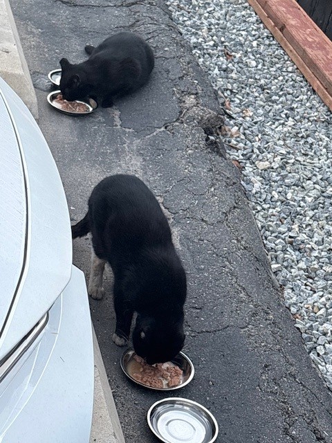 Volunteer offering food to a neighborhood cat