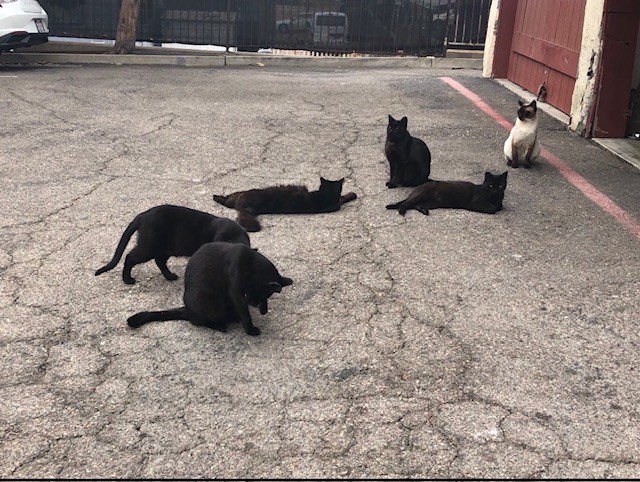 Rescued cat receiving gentle care