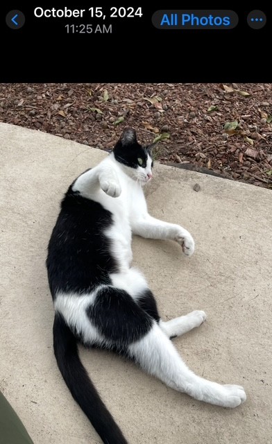 Curious cat peeking out on the block