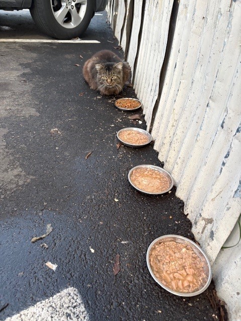 Volunteer carrying supplies for the colony