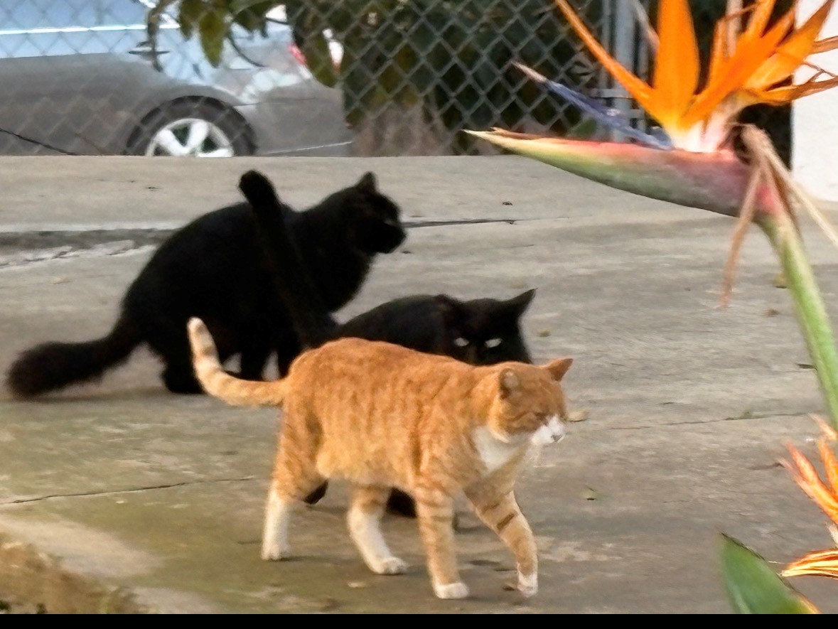 Content cat enjoying the sunshine