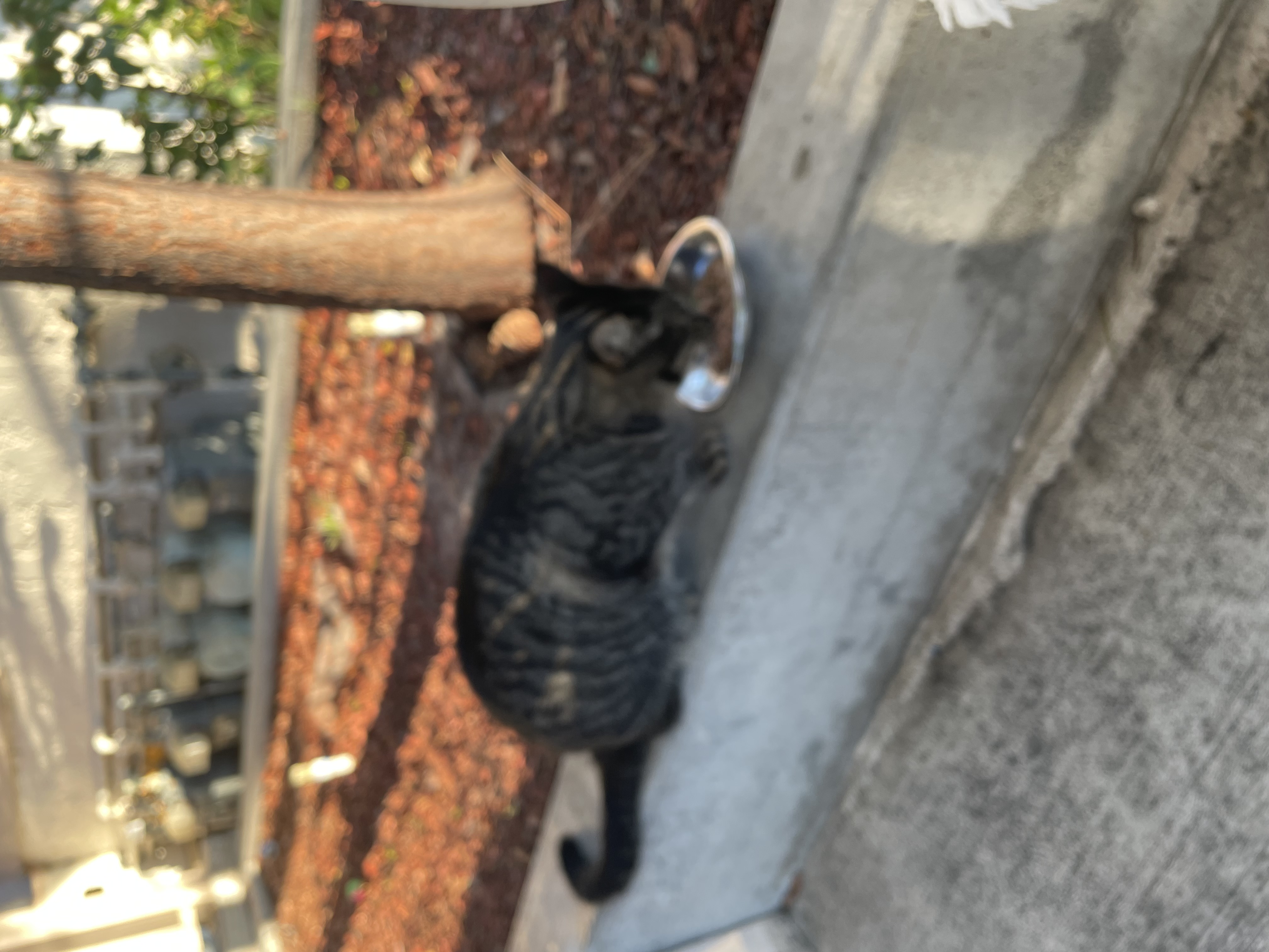 Cat lounging in Barrio Logan