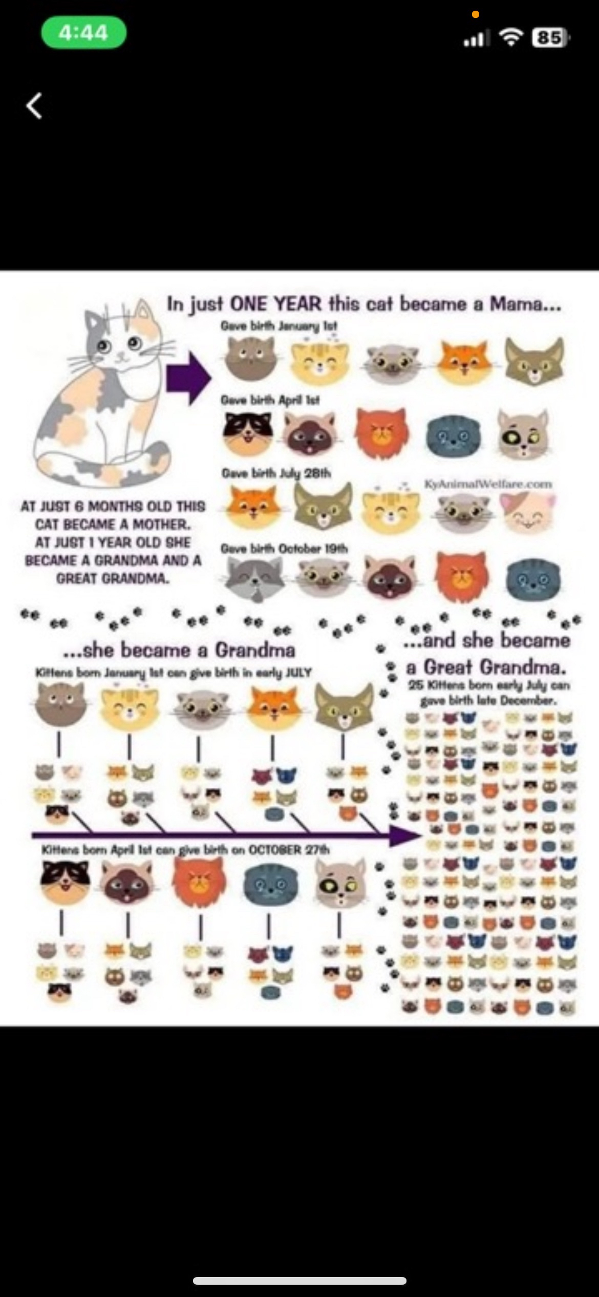 Cat receiving food and care