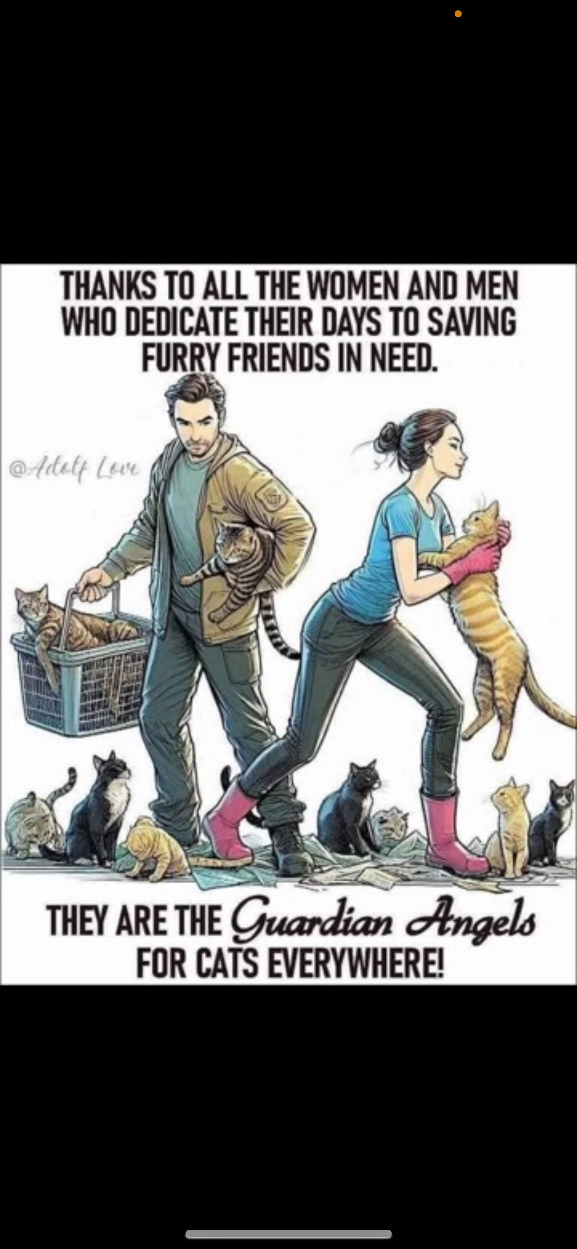 Cat peeking through a fence