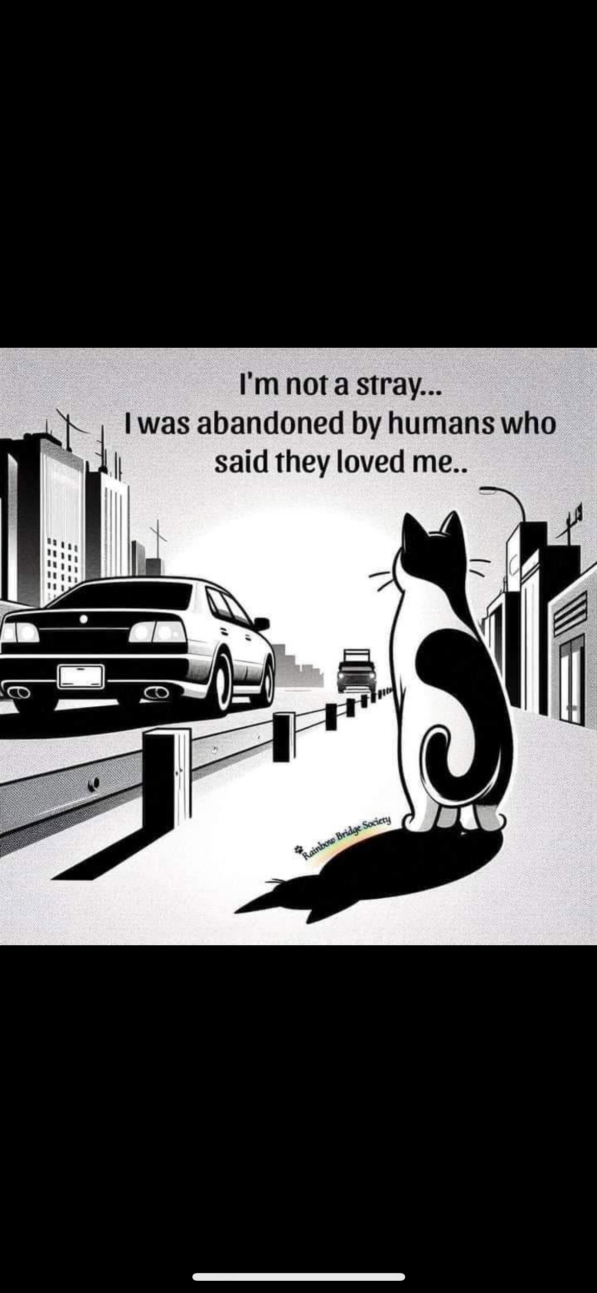 Volunteer transporting cats in carriers