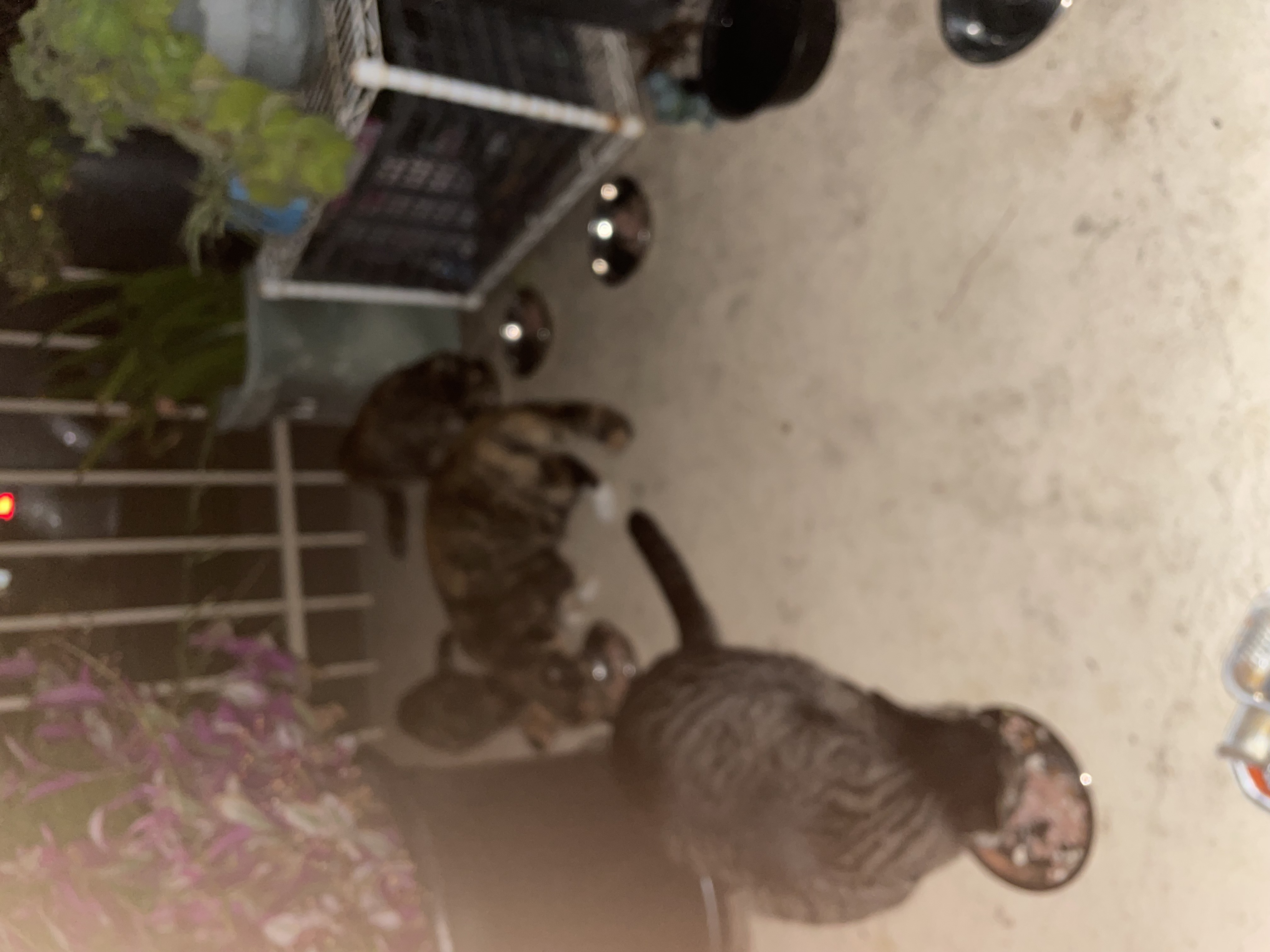 Cat relaxing after receiving care